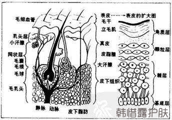 祛痘常識(shí)之皮膚基本結(jié)構(gòu)