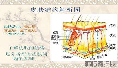 祛痘常識(shí)之皮膚基本結(jié)構(gòu)